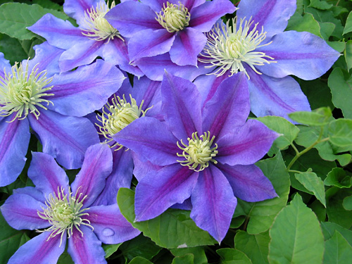 clematis_carnival.jpg